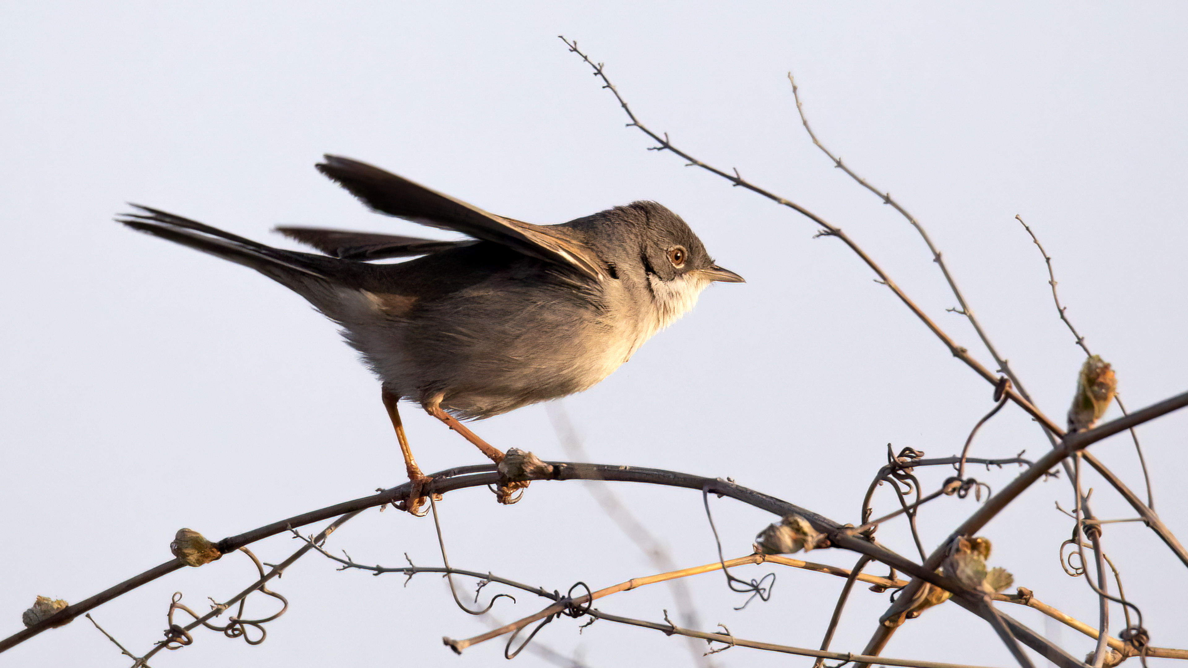 Greater Whitethroat